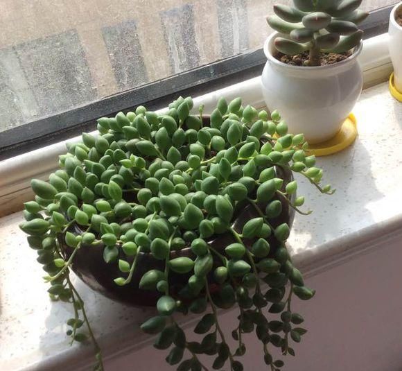  吊兰快速■养珍珠吊兰，公园挖点腐叶土，珠子圆润饱满，30天长到1米长