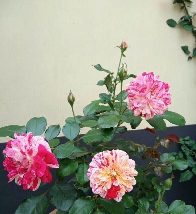  玫瑰：这花叫开花皇后，人家养的花朵硕大，自己养的开花越来越少怎么办