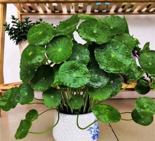  #适合#适合水培的4种“花”，叶片绿油油，好养又耐看，室内值得养一盆