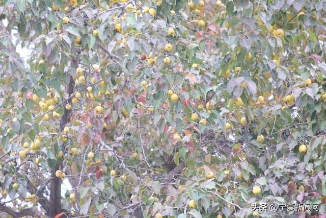  中卫@蔫在枝头，烂在地里！中卫南长滩千亩经果无人采摘，自生自