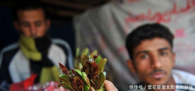 这个国家人们爱吃“树叶”，每天要吃4个小时，中国不允许种植
