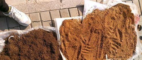  【养护】山上漫山遍野的松针土，扛回来半袋子，茶花配土不用愁，还不花钱