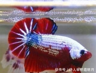 「立刻」想要养成良好的饲养观赏鱼习惯?换个想法立刻做到