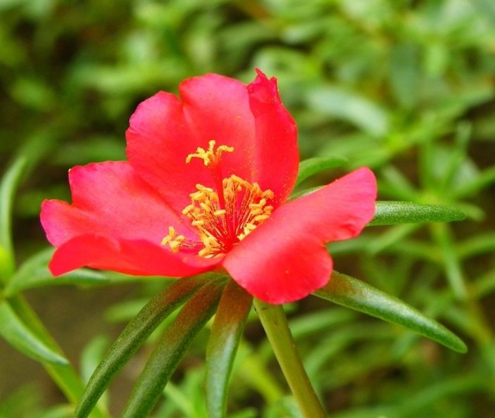  『种花』“识货人”都养4种花，简单好养，一年就能长满盆！