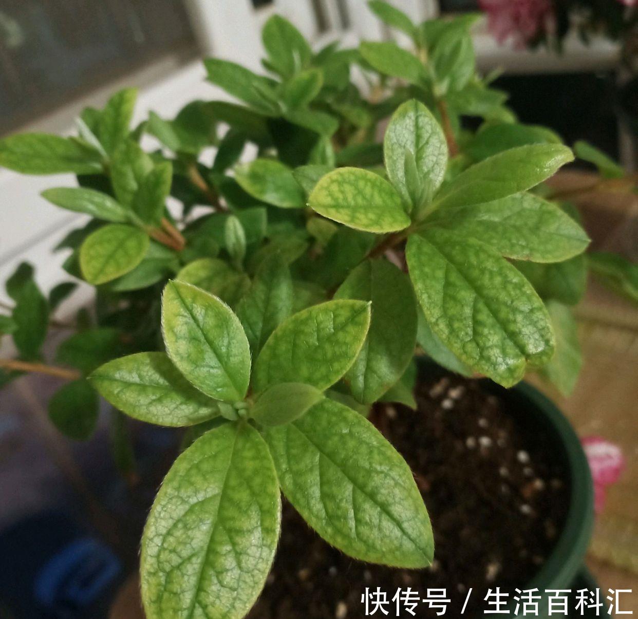 『盆栽』地栽杜鹃花一直绿油油,为什么盆栽的杜鹃花总是黄叶?椰糠所赐