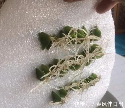 水培花瓶@总是养不好的3种花,赶紧扔水里,越长越有劲!