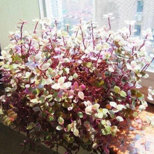  『越养越』比绿萝好看的花，掐个枝3天就生根，越养越上瘾！