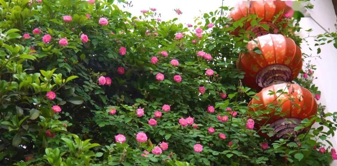  「木香花」老门东，花都开好了！