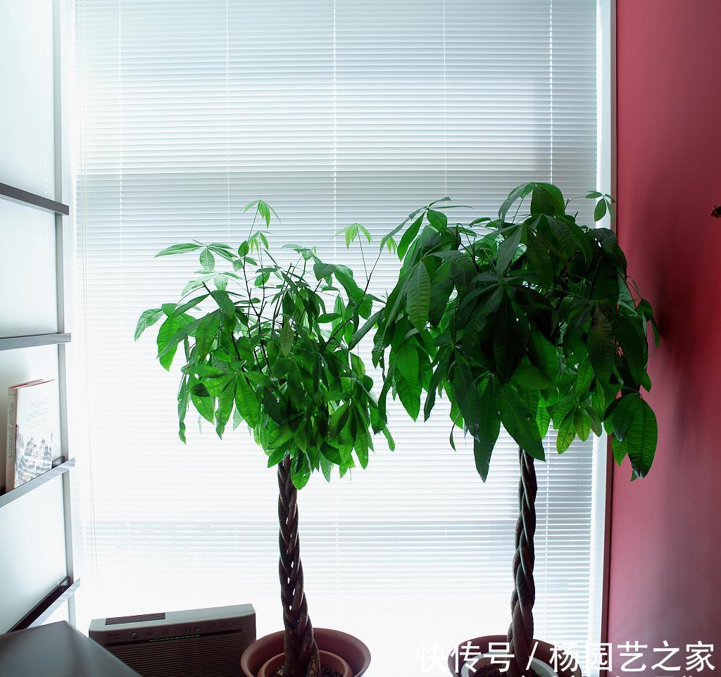 『难事』养发财树做好三点,开花并不是难事