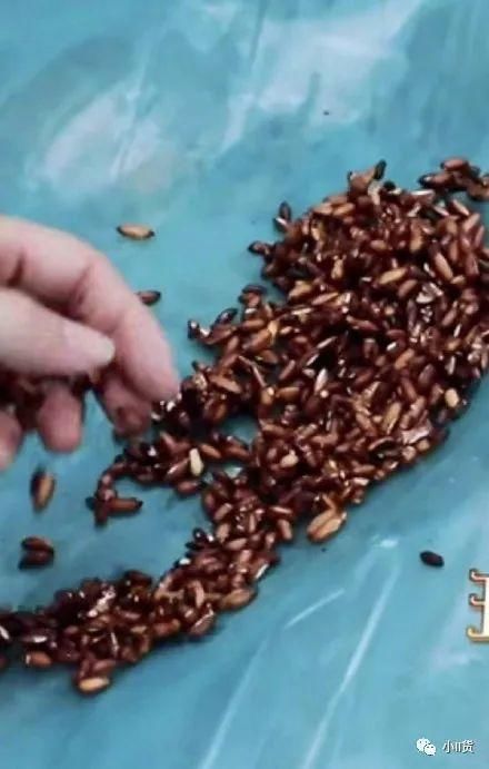 网曝angelababy假吃?有图有真相