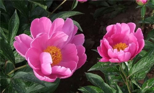  牡丹@你知道怎样区分牡丹和芍药吗？教你几个妙招，快速分辨牡丹和芍药