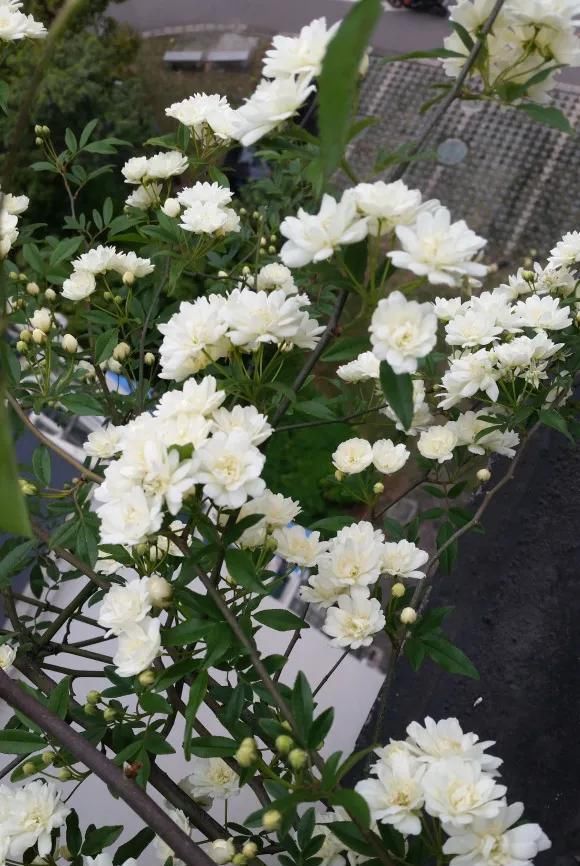  『桂花』1种花太好养,扔土里就能活,比桂花还香!