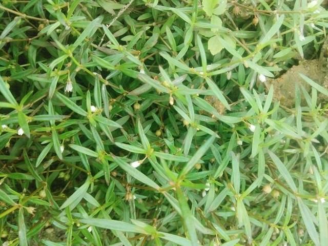 农村见到这野草别拔，采回家晒干泡茶，价值高菜园子里最多