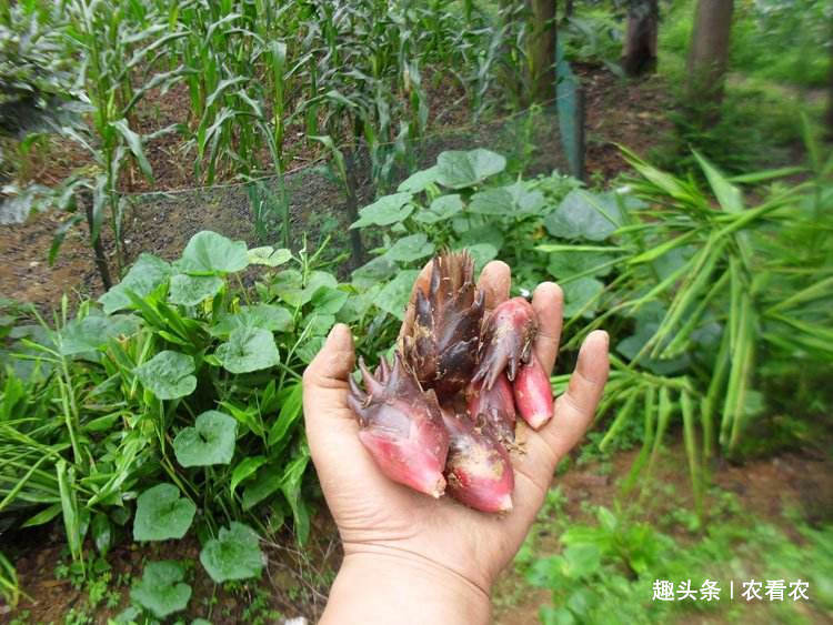  【种植阳荷】种一次可收三年，产量一年比一年大，市场5元一斤