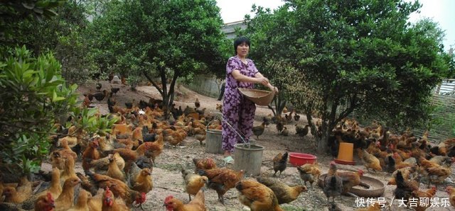 切勿盲目的跟风搞养殖创业，这三大养殖风险让你血本无归