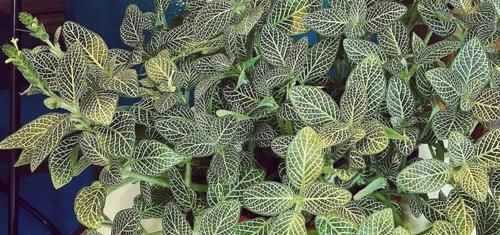  「盆土」养花的盆土自己配，还是直接买来用，哪种土对植物好？