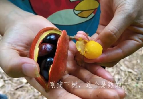广西这种野果煮熟比板栗香，农村多到吃不完，城里人想吃却买不到