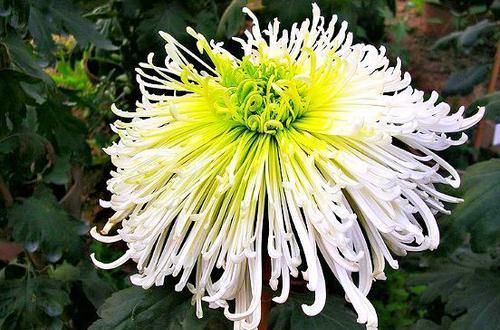  「铜钱草」喜欢菊花，首选此款“菊中精品”绿萍，似绿翠青颜，美丽清奇！