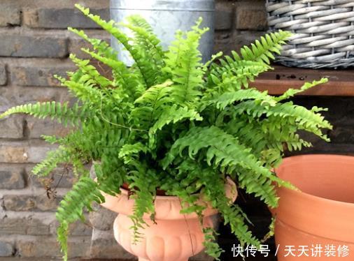 『盆顶』花店老板说漏嘴：养5种绿植真赚，去异味吸甲醛，养1盆顶个净化器