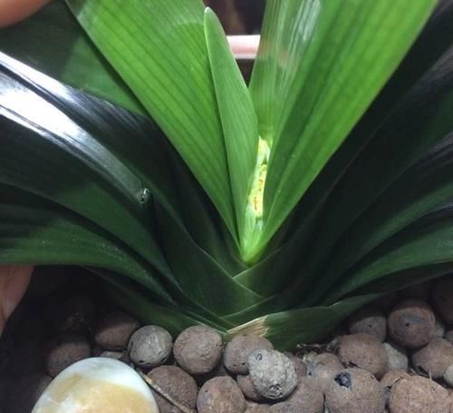  【子兰快速】赤霉素在君子兰上的妙用，夹箭的君子兰滴滴赤霉素，3天就抽箭