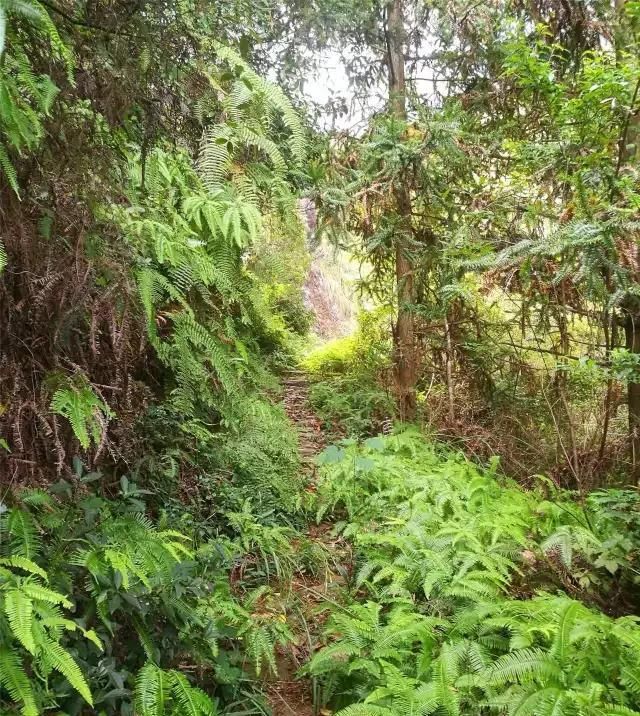  「大若岩镇」温州芙蓉岭古道，浙江省十大人文古道之一