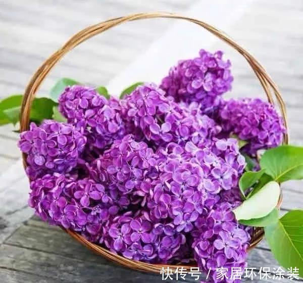  『赶紧搬』卧室养花需谨慎，这五种花千万不能养，卧室植物如何挑选？
