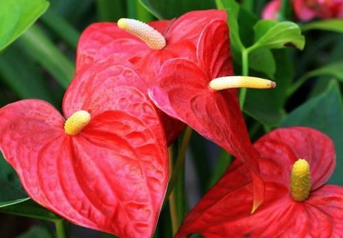  喜欢：喜欢菊花，首选“菊中精品”紫燕翻飞，似旋转陀螺，优美动人！