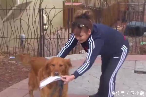  老人■帮独居老人买东西，主人使唤狗狗送过去，它超开心叼起东西就走