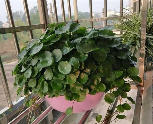  『草长』养护的铜钱草盆栽最近怎么都开花了，该怎么促进铜钱草长叶？