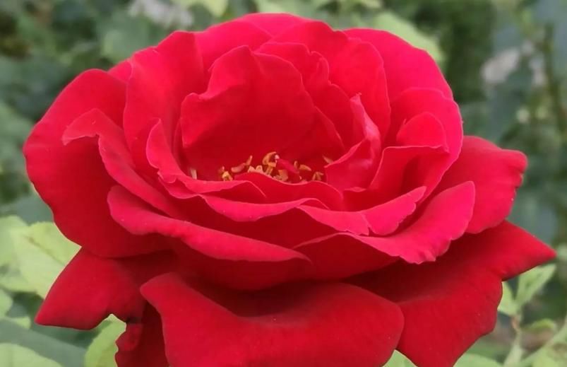  「观赏价值」喜欢养护花卉，我们就选择花色艳丽，花期长，观赏价值较高的花卉