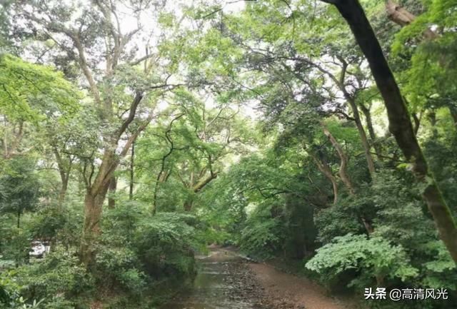 寺若成，国既清 隋代古刹国清寺清明一行 免费的5A景区