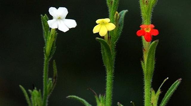  「杂草」比黄金还贵的植物，长在农村很少人认识，常被农民当杂