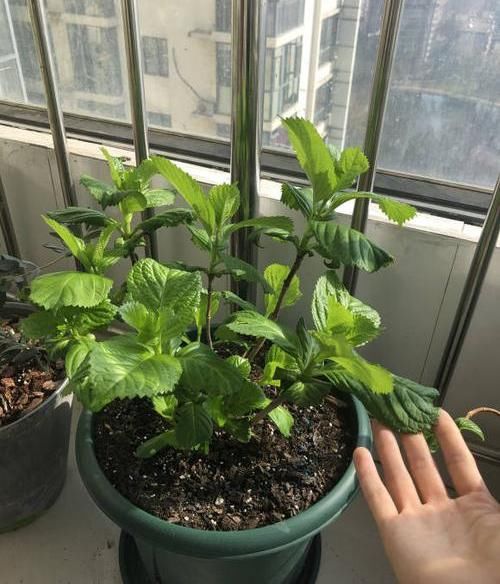  「南方」绣球不开花？过早“露养”造成，容易生“灰霉菌”，还不开花