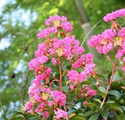  『紫荆花』此花颜色鲜艳，开花硕大，很适合观赏