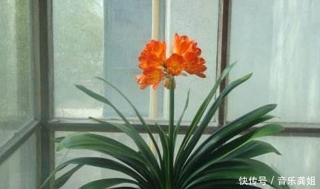  『记得』家里记得养这些花，聪明人一看就懂，家人起码长寿十年