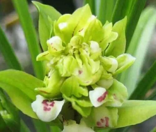  「欣赏价值」王奶奶爱养花，她的2盆兰花，香味清新迷人，曾经价格高如今亲民