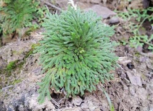  【种植】山坡下的石头缝里，1种“还魂草”不多见，挖2棵种植，变小盆栽