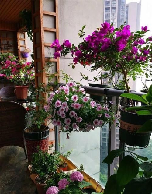  花草：别嫌阳台小，种点花草，感觉真好！