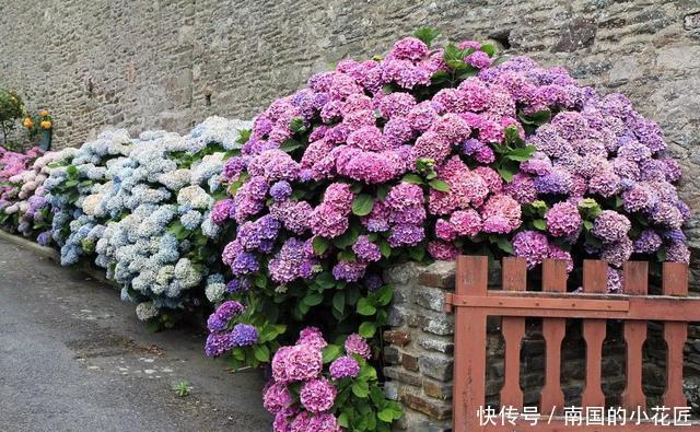  【花钱买】3种花太贵，不用花钱买，剪3根枝插土里，2周能生根！