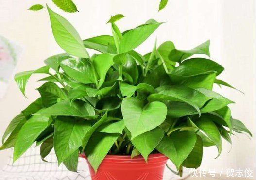  『守望』守望幸福之花绿萝，家庭种植有讲究，要注意这几点！