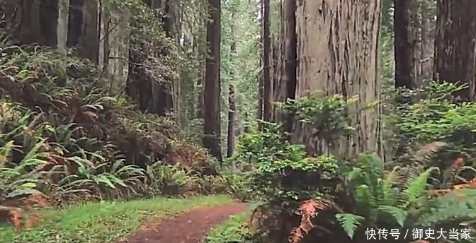 我国有三棵价值不菲的树，一棵树叶堪比黄金一棵24小时有人看守！