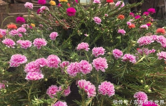 脱盆■过冬冻伤枯死的太阳花开春直接丢?脱盆后很意外,一个月后能开花