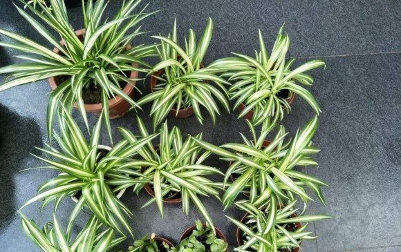  植物■兰花和吊兰,为什么叶子总长黄尖?