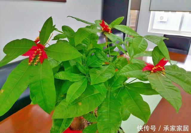  会进入半休眠|家里养了这“5种”花的，夏天要少浇水，不然一周内必挂