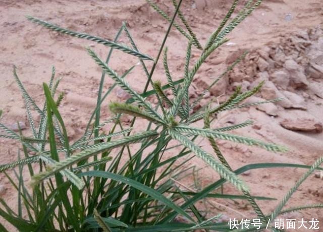  「牛筋草」乡间1种“野草”，长路边不起眼，农民当害草，竟有人