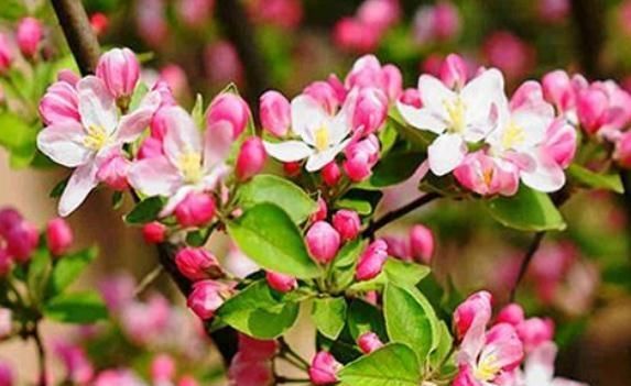  花苞|夏天一到，西府海棠就“蔫”？甩“几刀”，花苞挂满枝，花儿爆