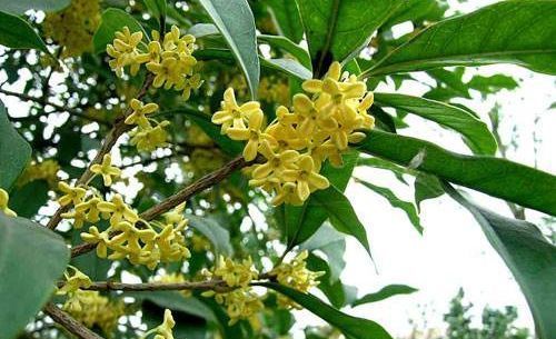  「兴旺」养花在精，家里必养这“4种花”，万事兴旺，家里美成“花吧”