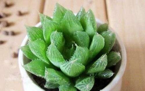  「植物」多肉植物水晶掌怎么养 水晶掌的养殖方法