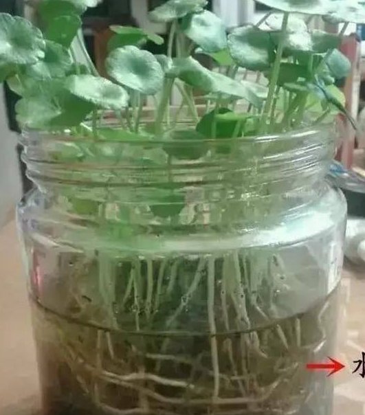  「水培」铜钱草体形小，长不大，老婆用了这1招，变得又大又圆！