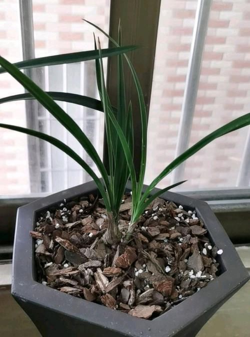  『兰花叶片』要出差20天，怎么给阳台养护的兰花浇水保湿？只需一个小妙招
